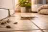 Mille Patte dans la Maison Signification, Conseils, Solution
