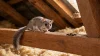 Crotte de Loir Lérot : Comment bien les Reconnaître ? Guide