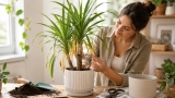 Comment faire repartir un Dracaena ? Astuce sauver la plante