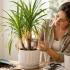 Quand planter la Lavande, Comment & Où ? Conseils jardin