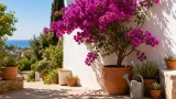 Où mettre un bougainvillier, Où planter et Comment l&rsquo;Entretenir