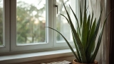 Où Placer Un Aloe Vera Dans La Maison ? Entretien Plante