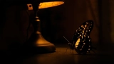 Papillon dans la nuit signification : Symbolique ou hasard ?
