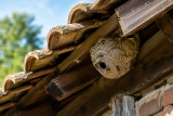 Peut-on laisser un Nid de Guêpes sous Toiture ? Comment faire