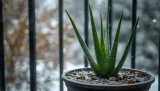 Peut-on laisser un Aloe Vera dehors l&rsquo;hiver ? Conseils