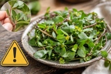 Pourpier Danger Toxique ? Propriétés, Bienfaits et Risques