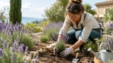 Quand planter la Lavande, Comment & Où ? Conseils jardin