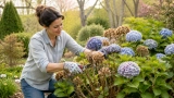 Quand tailler les Hortensias et Comment faire ? Le Guide