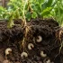 Crotte de hérisson dans le jardin : Comment les reconnaître ?